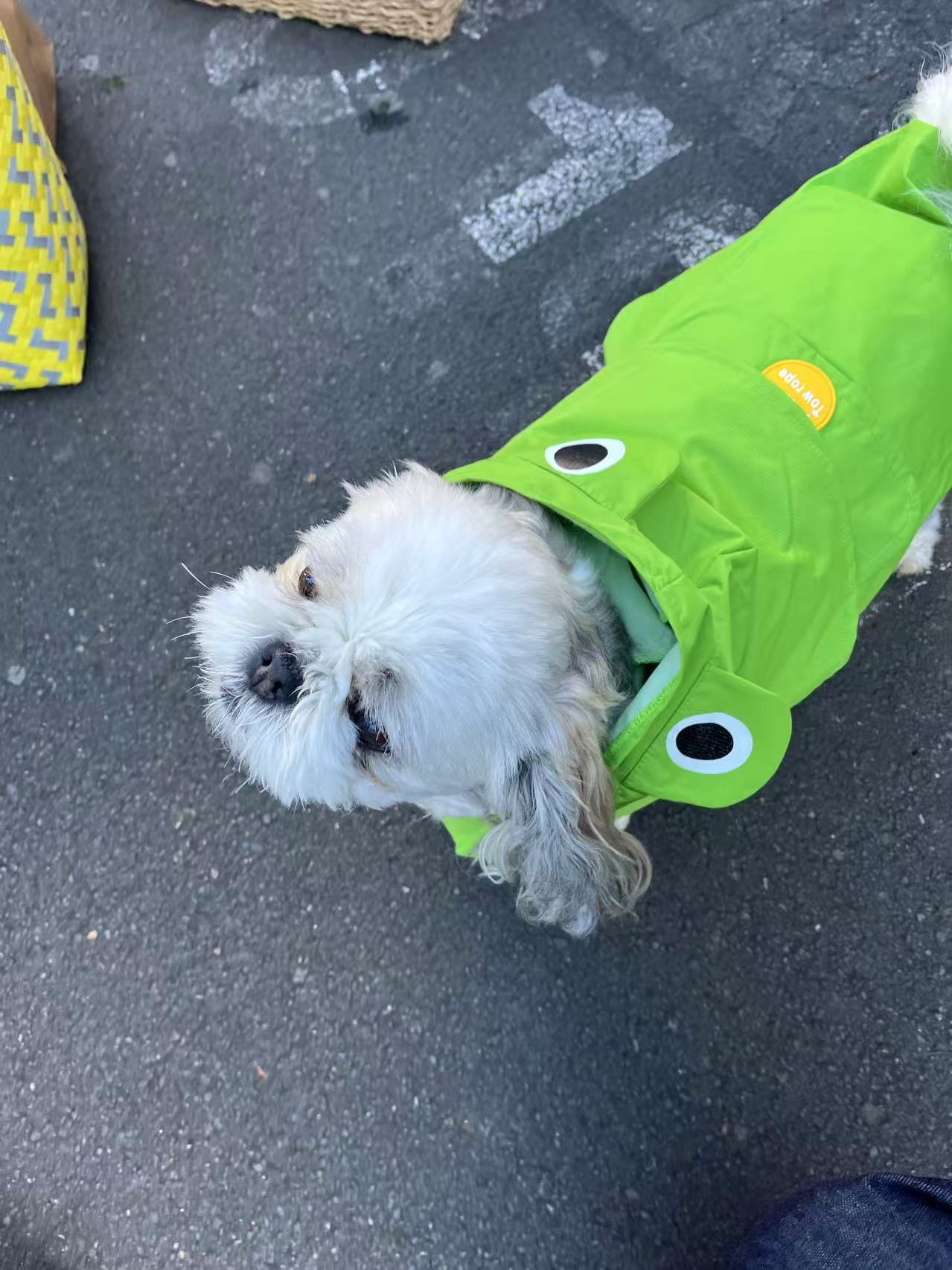Dinosaur Dog Raincoat [Apple Green]