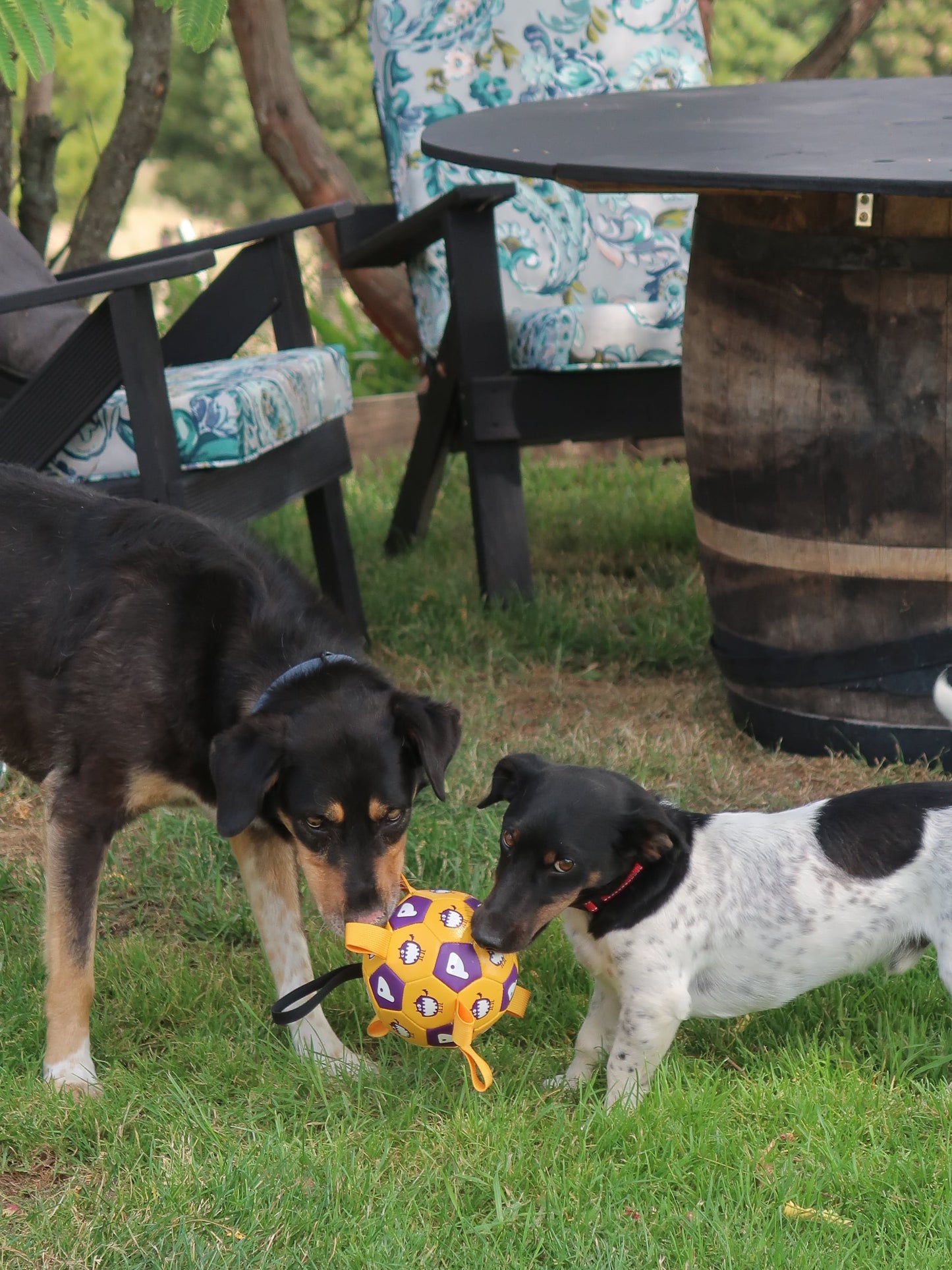 Tug & Play Pet Soccer Ball [Yellow & Purple]