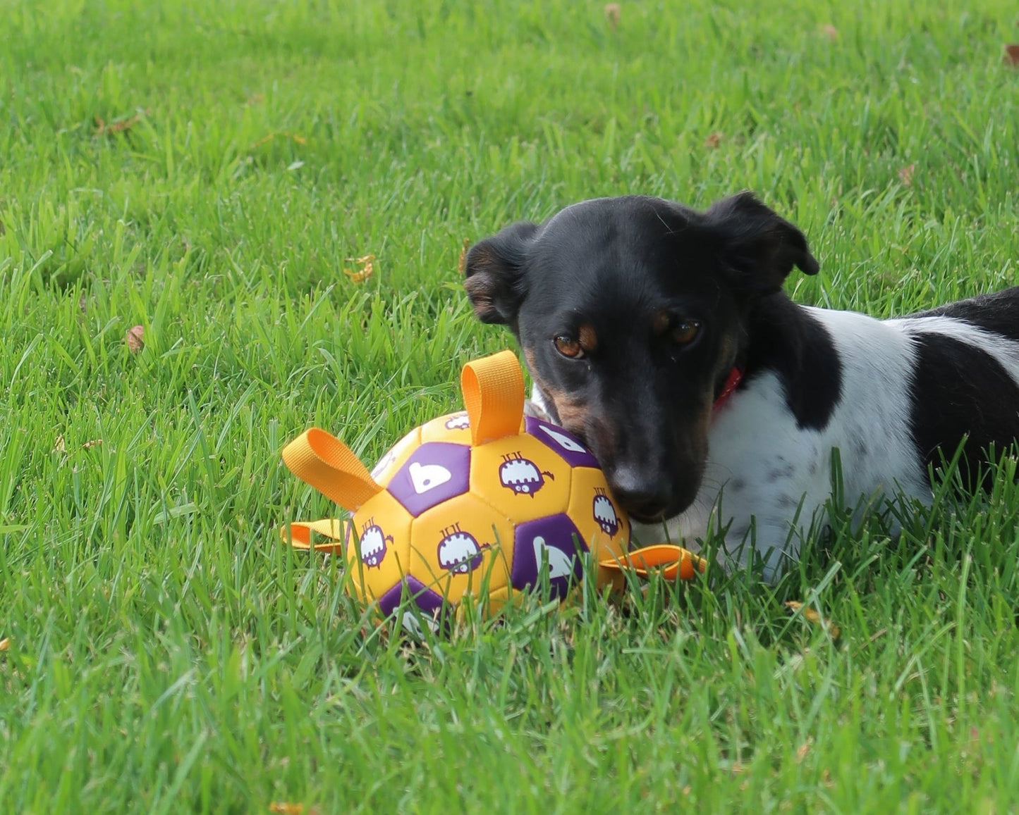 Tug & Play Pet Soccer Ball [Yellow & Purple]